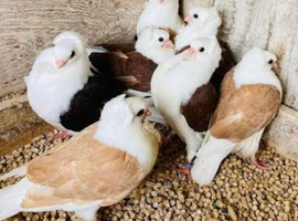 German owl fancy pigeons