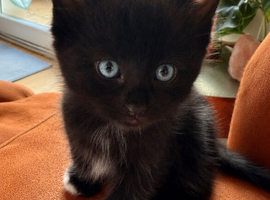 Mink Ragdoll x BSH Ready now! Adorable fur babies need forever homes