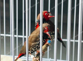 Painted Finches