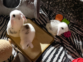 Minilop baby girls super friendly and tame ready now