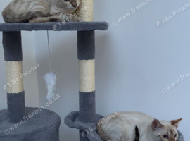 Snow bengal kittens