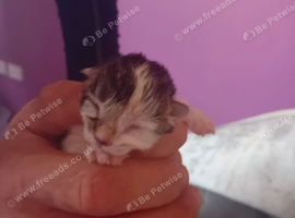 New born kittens