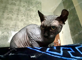 SPHYNX MALE FOR REHOMING