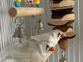 White zebra finches