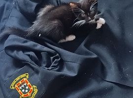 Kittens