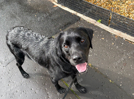 3 year old lab
