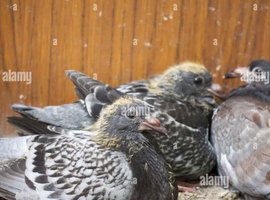 2026 young birds