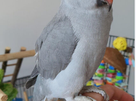 Looking for tamed ringneck under 8 months old