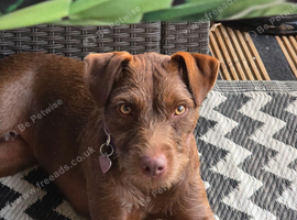 14 Month old Patterdale