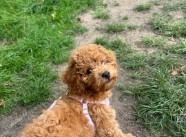 red toy poodle