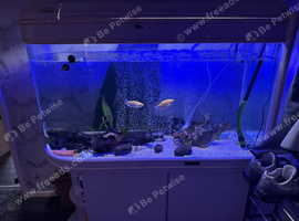 Mixed fish and tank
