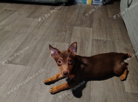 Female jack Russell