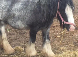 11.2hh ride and drive cob mare