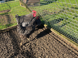 Barred Plymouth Rock