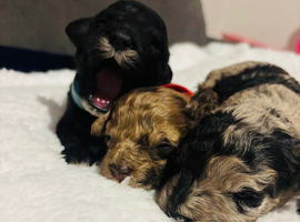 Beautiful F1B Cavapoo Puppies