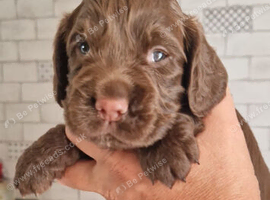 Stunning litter of working cocker spaniels *2 red boys now sold