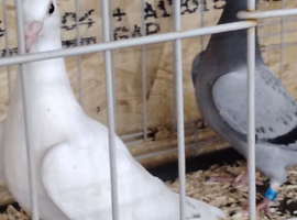 Racing pigeon for sale
