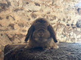 Pure proven Mini lop buck