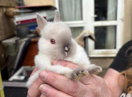 Stunning male and Netherland dwarf