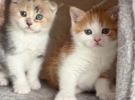 Scottish Fold Girl & Straight Boy