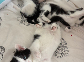 Kittens