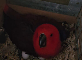 Breeding pair Eculectus