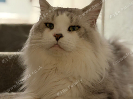 Rare and Unique Active Registered Maine Coon