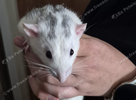 Rats and large cage setup for sale