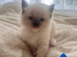 Ragdoll kittens now ready