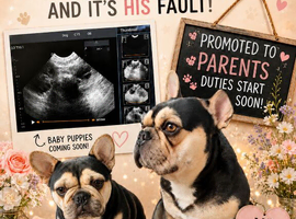Waiting list for french bulldog puppies due soon