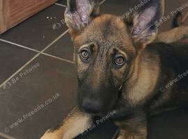German shepherd x collie puppy (shollie)