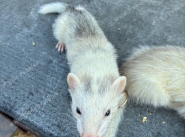 Ferrets