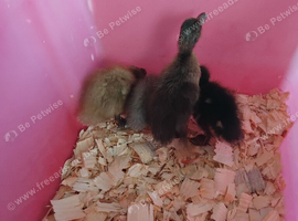 4 Indian runner female ducklings