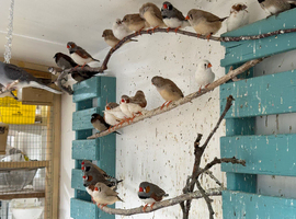 Zebra finch for sale