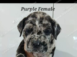 Puppy wanted