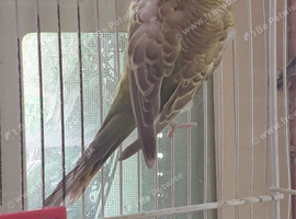 3 baby budgies for sale