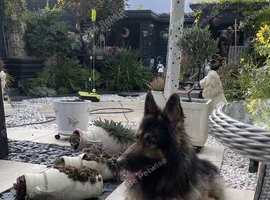 Male German Shepherd - Rehome