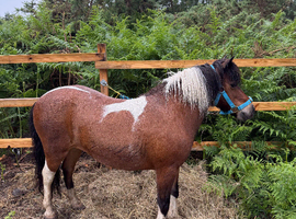 Beautiful mare