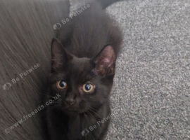 3, 3month old kittens