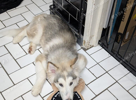 Female Alaskan malamute puppy