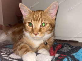 5 Month Old Ginger Male Kitten &mdash; Gentle & Good With Other Cats