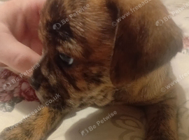 Chihuahua x staffy puppies