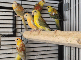 Mixed birds finches to parrots