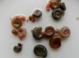 X20 Mixed Ramshorn Snails