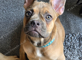 French bulldog puppies