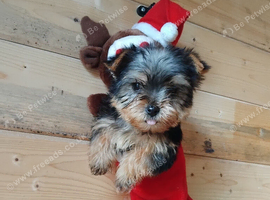 Yorkshire puppies One little boy left 8 weeks old