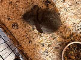 Beautiful baby mini lop