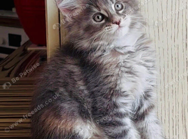 Beautiful TICA Active Registered Kittens