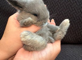 Mini lop baby  blue harlequin (male )