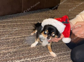 Chihuahua for sale